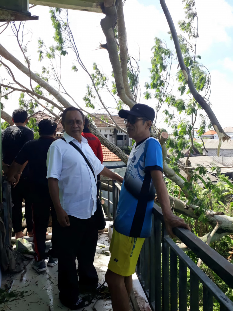 Pohon Tumbang di Bhineka Asri, Lurah Kerobokan Kaja Himbau Warga Waspada Cuaca Ekstrem